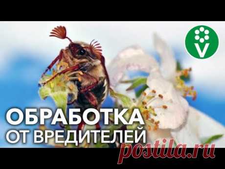 ПРОСНУЛСЯ САМЫЙ ОПАСНЫЙ ВРАГ ЯБЛОНЬ И ГРУШ! Обработайте ТАК деревья, чтобы сохранить урожай
