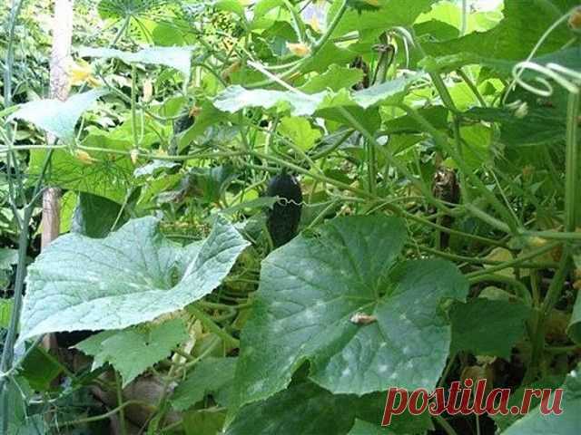 &#127793;ОГУРЦЫ НЕ ХОТЯТ РАСТИ. ПРИЧИНЫ И РЕШЕНИЯ