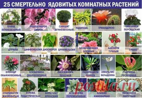 25 смертельно опасных комнатных растений / Будьте здоровы