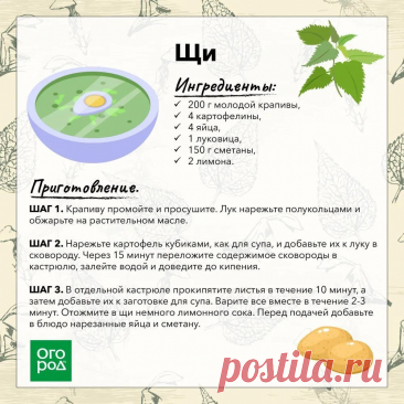 Щи с молодой крапивой