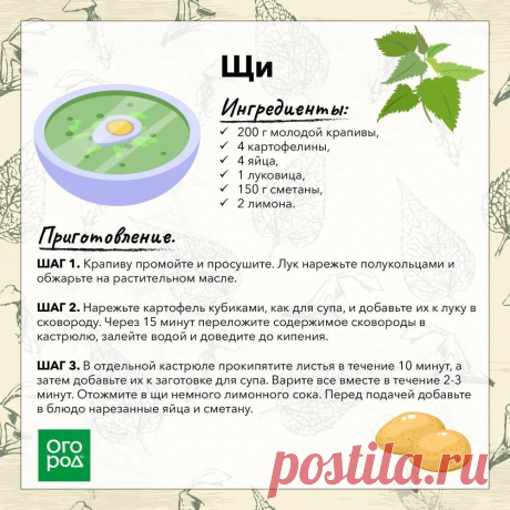 Щи с молодой крапивой