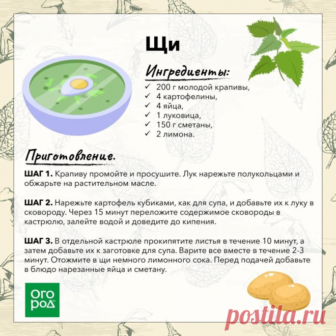 Щи с молодой крапивой