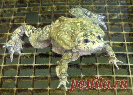 Титикакский свистун фото