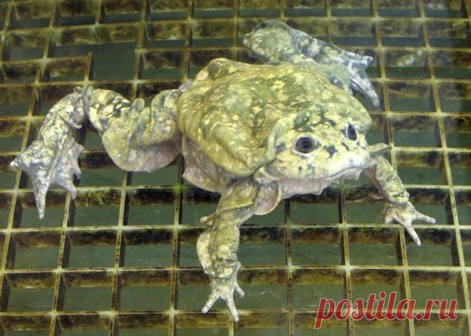 Титикакский свистун фото