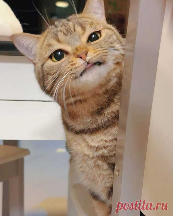 Кит для меня теперь самый близкий мой друг. Гостиница для кошек "Motel for cats"
