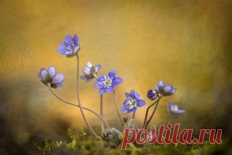 Опубликованы лучшие снимки дикой природы 2019 года (фото) - Новости Mail.ru