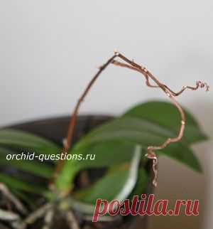 Орхидея отцвела. Что делать дальше?
