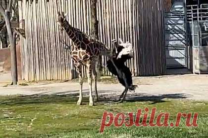 Страус атаковал жирафа и попал на видео. Жираф и страус подрались в зоопарке города Сент-Луис. Стычка животных попала на видео. На кадрах видно, как находящийся в одном загоне с жирафом страус подходит к нему, воинственно топорща крылья. Жираф, заметив попытку нападения, спокойно лягает птицу, сбивая ее с ног.