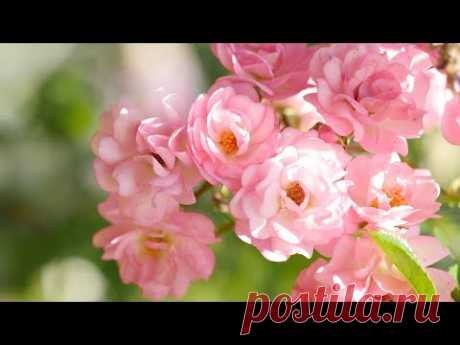 С Днём Ангела Татьяна! 🌹 Нежное И Красивое Поздравление С Днём Татьяны 25 Января!🌹Шикарная песня! - YouTube