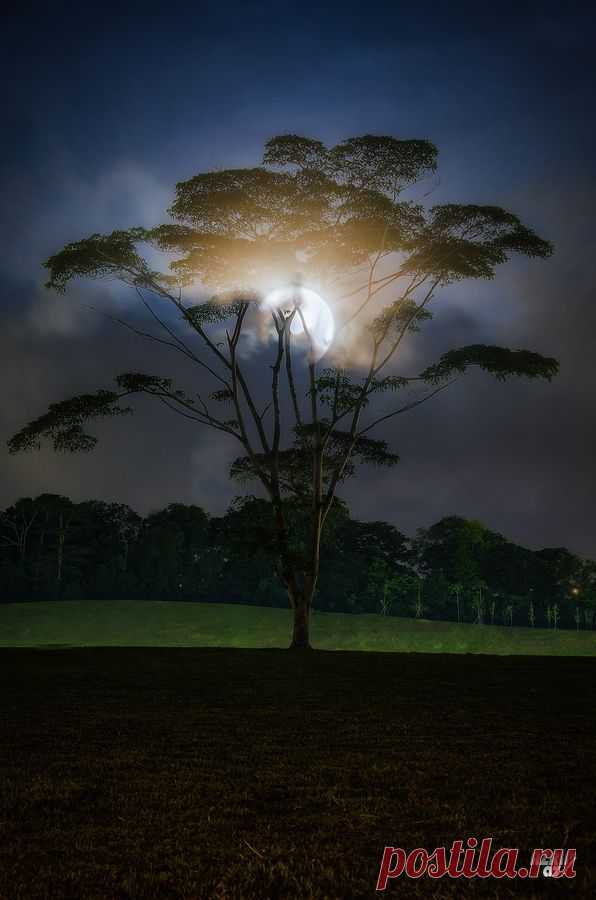 "Moonshine Tree" by Azrin Az | Tree & Path