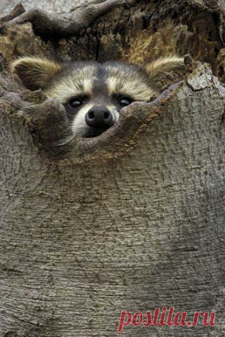 Nature's Best 2006: Image Gallery: Raccoon