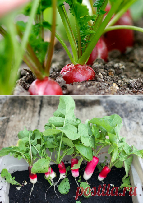 Редис на подоконнике: выращивание зимой и летом в домашних условиях.