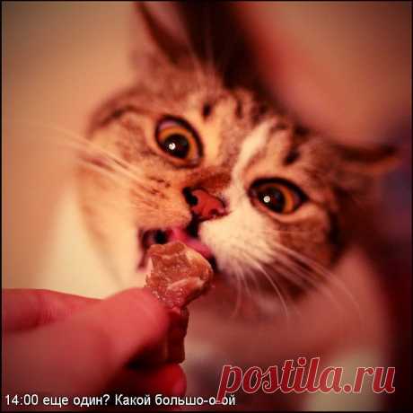 Кусочек мяска