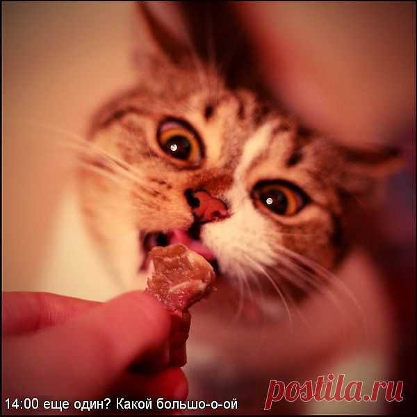 Кусочек мяска