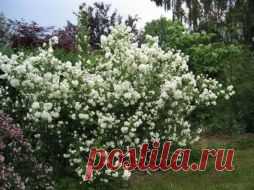 Чубушник, виды, уход и посадка. - Садоводка