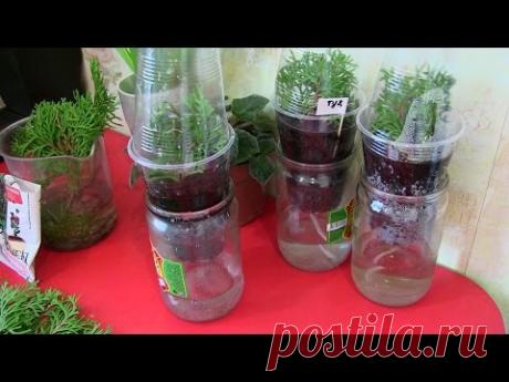 ✔Как размножить тую из черенков