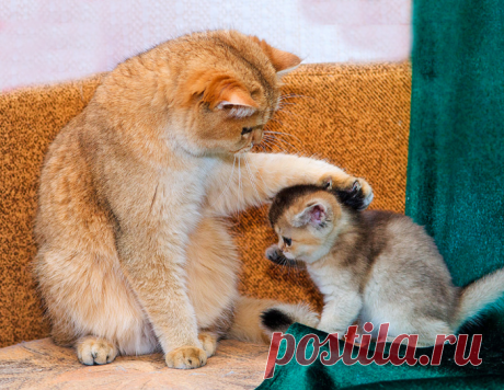 Ты моя радость! Ты моё солнышко! | KotoMail.ru