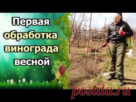 СРОЧНАЯ ОБРАБОТКА ВИНОГРАДА ВЕСНОЙ ПОСЛЕ ОТКРЫТИЯ КУСТОВ. МЕДНЫЙ КУПОРОС ДЛЯ ЛОЗЫ.