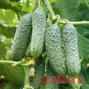 Уберегите огурец от стресса!