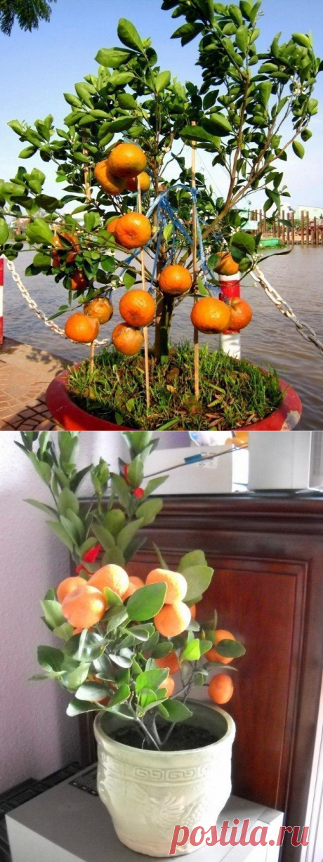 &#127818;Домашний мандарин из косточки: от А до Я&#127818;