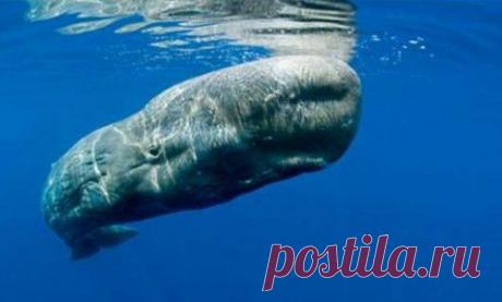 Топ-25 животных с самыми странными защитными механизмами | Разно Всяко