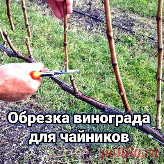 Как правильно обрезать виноград осенью. Поймет даже новичок