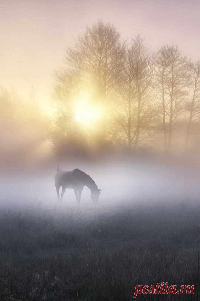 Misty sunrise | Sunrise ☼ Sunset