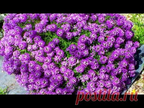 ПОСЕЙТЕ ЭТОТ ЦВЕТОК СРАЗУ В ГРУНТ, ОН БУДЕТ ЦВЕСТИ ВСЕ ЛЕТО В САДУ! Цветы без рассады