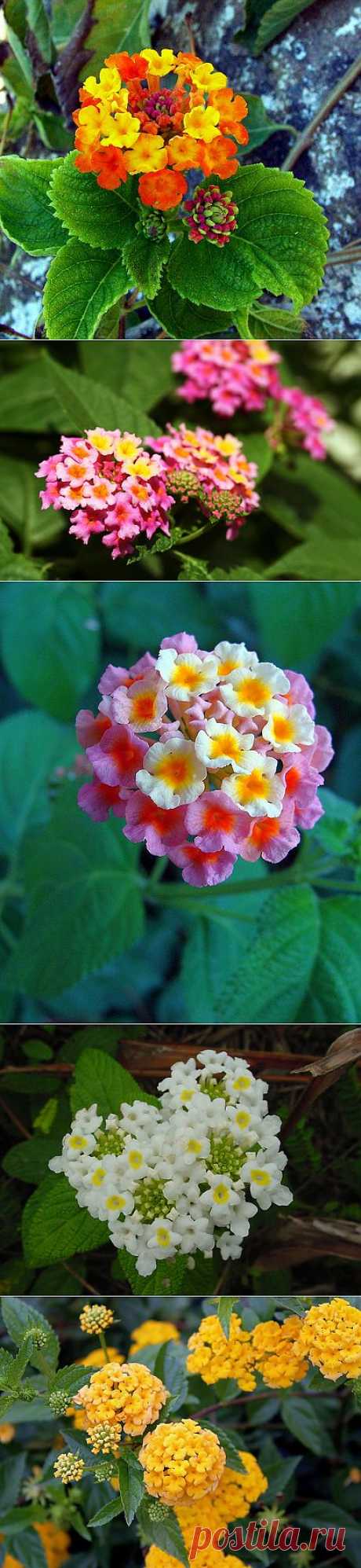 Лантана монтевидейская — Lantana montevidensis