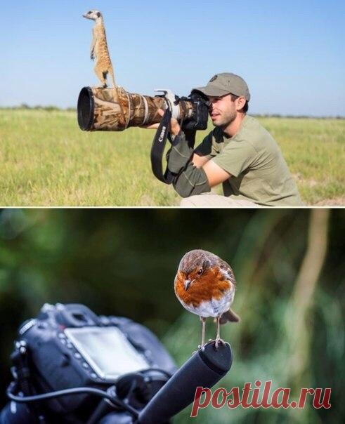 Фотографы зверей - 