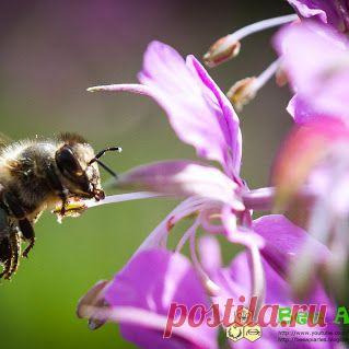 Dmitry Paponov (BeeApiaries) – Google+