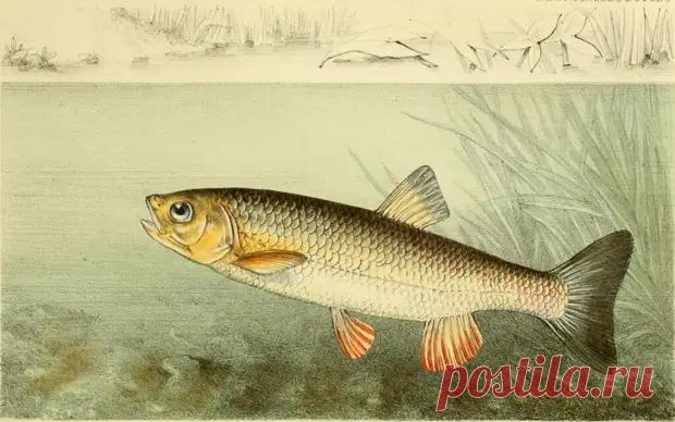 Голавль. Часть вторая - Охота и рыбалка - медиаплатформа МирТесен