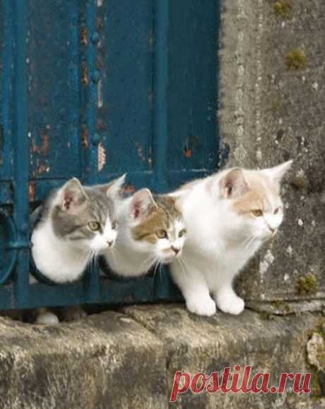 60 Adorable Pet Photos To Brighten Your Day • Page 4 of 5 • BoredBug