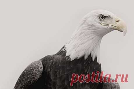 Фотограф Трой Мот, очарованный дикой природой