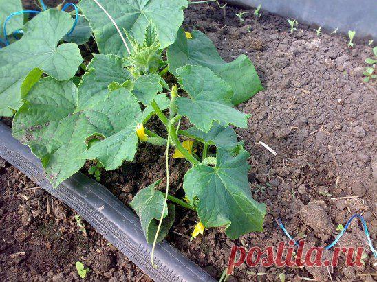 6 советов, чтобы листья огурцов не желтели!
1* После появления всходов в фазе 3-4 листочков огурцы нужно обработать следующим составом:
В ведро воды добавить 30 капель йода, 20 г хозяйственного мыла и 1 литр молока. Опрыскивание таким составом можно проводить примерно через каждые 10 дней.
2* С вечера замочить булку хлеба в ведре воды, утром размять хлеб добавить маленький пузырек йода и побрызгать огурцы, 1 л. жидкости на ведро воды (оставшуюся храни