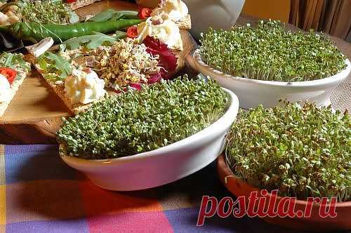 Микрозелень - новая еда / Домоседы