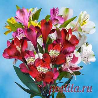 All Flowers Wholesale Prices, Roses | GlobalRose