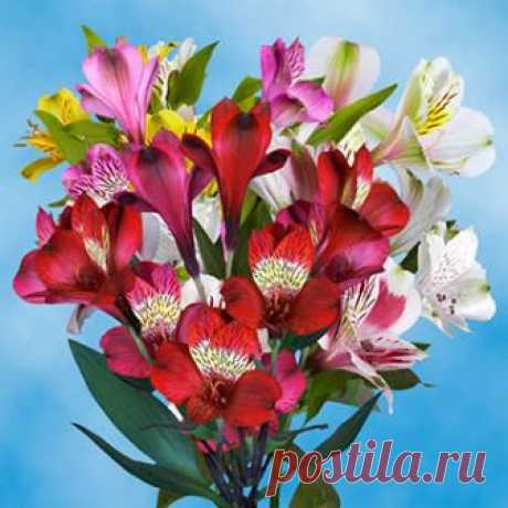 All Flowers Wholesale Prices, Roses | GlobalRose