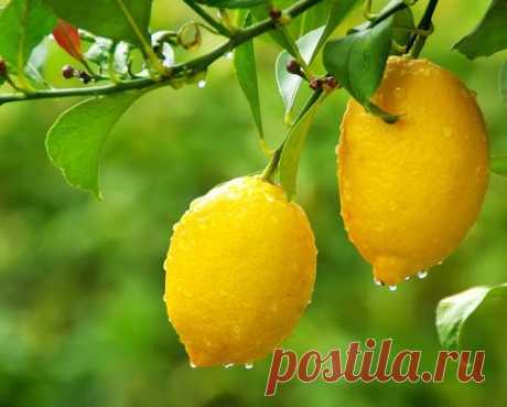 Экзотические фрукты, которые можно  из косточек