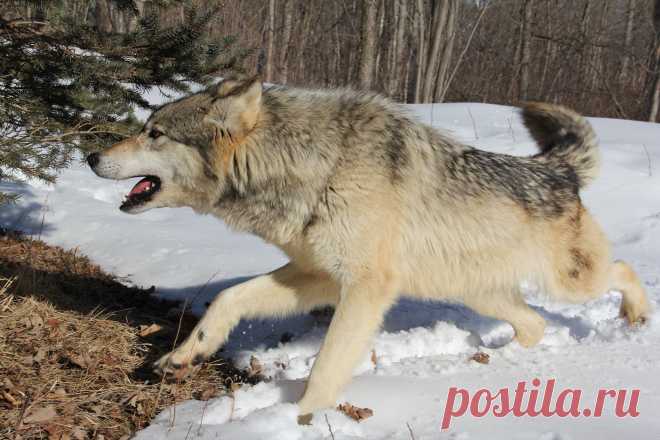 A wolf being a wolf | Minnesota Winter_2013 Taken at Minneso… | Flickr