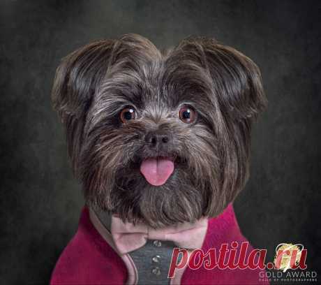 10 Cute dogs with 10 Funny Expressions! - Red Frog Studio Photography