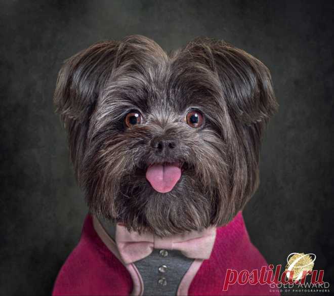 10 Cute dogs with 10 Funny Expressions! - Red Frog Studio Photography