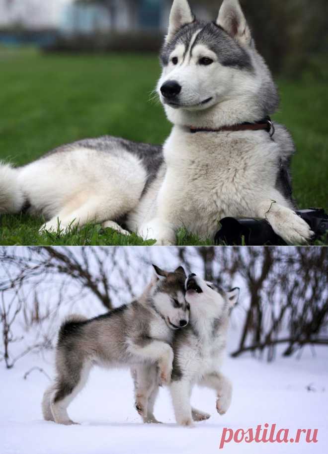 Alaskan Malamute | Cute Puppy Pictures