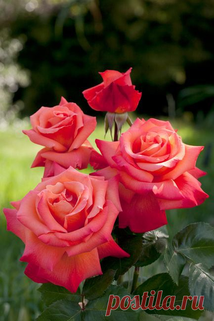 Christopher Colombus: Hybrid Tea  |  Pinterest: инструмент для поиска и хранения интересных идей