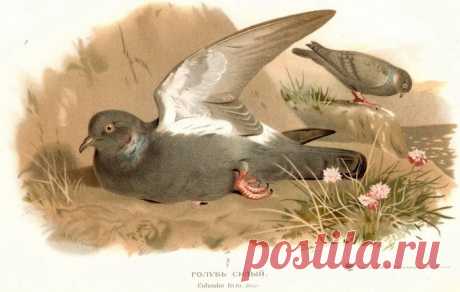 Голубь дикий, сизый