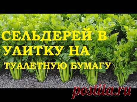 Рассада сельдерея в улитку на туалетную бумагу! Всхожесть отличная!