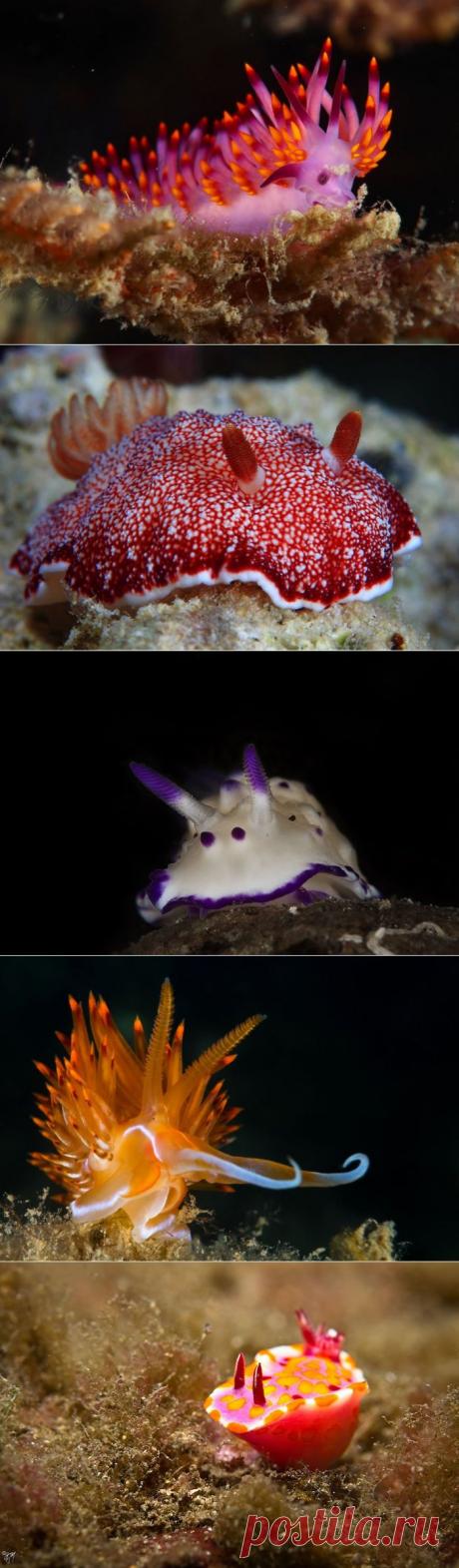 Морские обитатели как произведение искусства природы