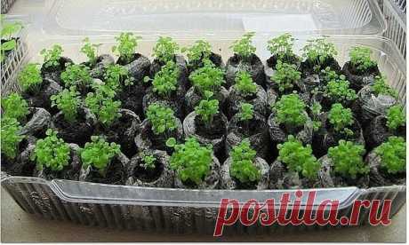 СЕМЕНА САЖАЕМ В КИПЯТОК
Сохрани шпаргалку, поделись с одноклассниками! 
"Как-то меня научили сажать сельдерей в кипяток. Всходы получились хорошие, и был хороший урожай сельдерея. Следующей весной посадил так базилик, лук порей и цветную капусту, а потом решил так же сажать цветы. Сначала петунии, затем львиный зев и анютины глазки. Всходы получились хорошие. Теперь все цветы сажаю так. 
Вот как я делаю: землю в пластиковом контейнере (240х170х40 или 150х150х40) поливаю кипятком, из заварного