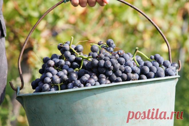 Черенки винограда весной: правильное укоренение и посадка