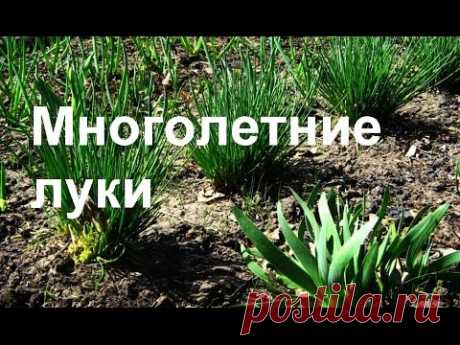 Лук многоярусный: описание, размножение, выращивание